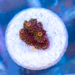 Acropora millepora - "Sunset Rainbow" - WYSIWYG nr 9
