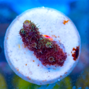 Acropora millepora - "Sunset Rainbow" - WYSIWYG nr 12