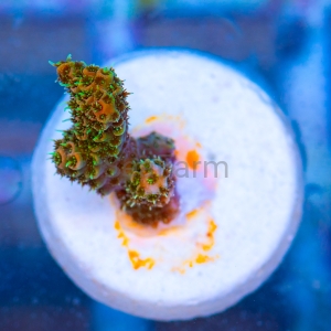 Acropora millepora - "Sunset Rainbow" - WYSIWYG nr 13