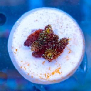 Acropora millepora - "Sunset Rainbow" - WYSIWYG nr 15