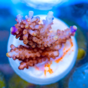 Acropora cerealis "Purple Tip" - WYSIWYG nr 1