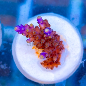 Acropora cerealis "Purple Tip" - WYSIWYG nr 3