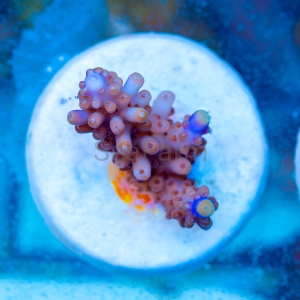 Acropora cerealis "Purple Tip" - WYSIWYG nr 4