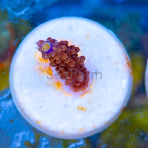 Acropora cerealis "Purple Tip" - WYSIWYG nr 6