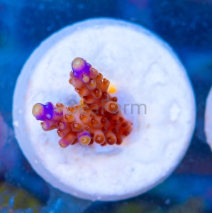 Acropora cerealis "Purple Tip" - WYSIWYG nr 7