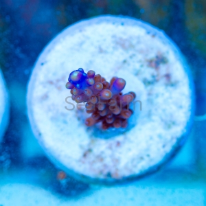 Acropora cerealis "Purple Tip" - WYSIWYG nr 9