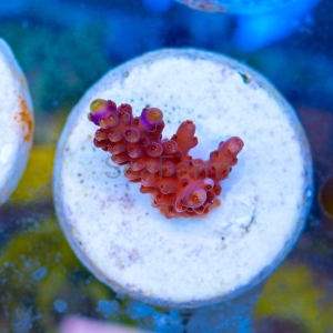 Acropora cerealis "Purple Tip" - WYSIWYG nr 11
