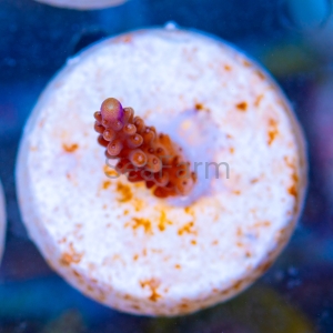 Acropora cerealis "Purple Tip" - WYSIWYG nr 12