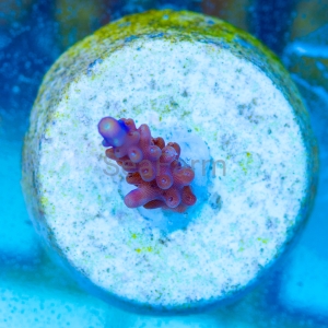 Acropora cerealis "Purple Tip" - WYSIWYG nr 14