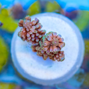 Acropora nasuta - "Gold Blue Tip" - WYSIWYG nr 2
