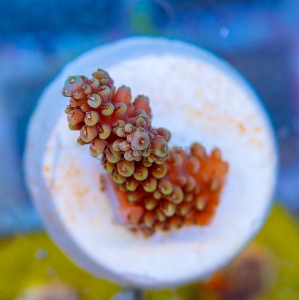 Acropora nasuta - "Gold Blue Tip" - WYSIWYG nr 3