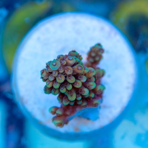 Acropora nasuta - "Gold Blue Tip" - WYSIWYG nr 5