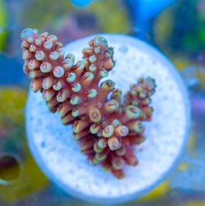 Acropora nasuta - "Gold Blue Tip" - WYSIWYG nr 6