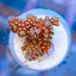 Acropora nasuta - "Gold Blue Tip" - WYSIWYG nr 7