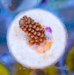 Acropora nasuta - "Gold Blue Tip" - WYSIWYG nr 8