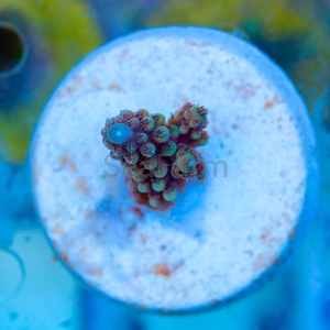 Acropora nasuta - "Gold Blue Tip" - WYSIWYG nr 9