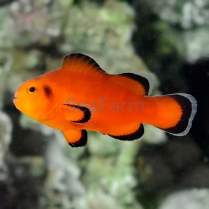Amphiprion ocellaris "Naked"- hodowla DJM 