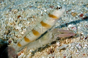 Amblyeleotris steinitzi  + Alpheus sp. -  odłów ręczny, bez trucizn 