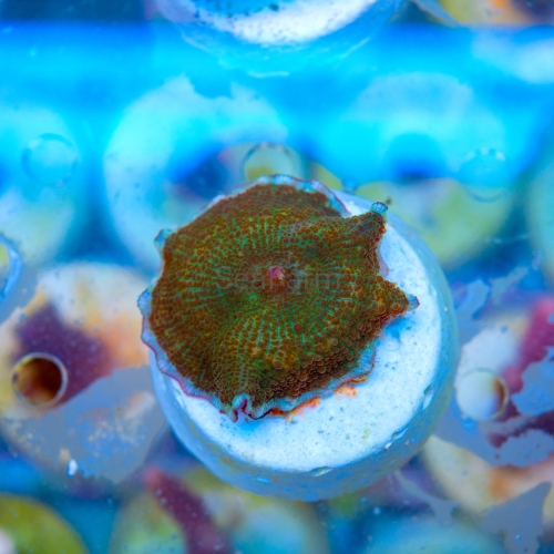 P5300892.jpg