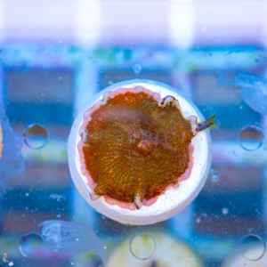 Rhodactis  "Frog Skin" WYSIWYG nr 5