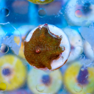Rhodactis  "Frog Skin" WYSIWYG nr 8
