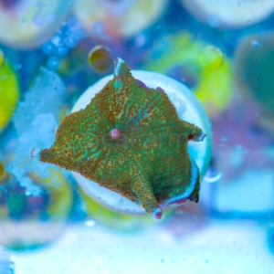 Rhodactis  "Frog Skin" WYSIWYG nr 10