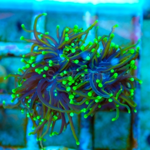 Ultra Euphyllia glabrescens  "Dragon Soul" WYSIWYG nr 2