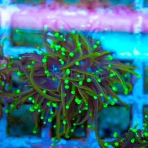Ultra Euphyllia glabrescens  "Dragon Soul" WYSIWYG nr 3