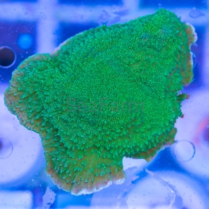 Montipora foliosa "SF Ultra Green" - WYSIWYG nr 1 