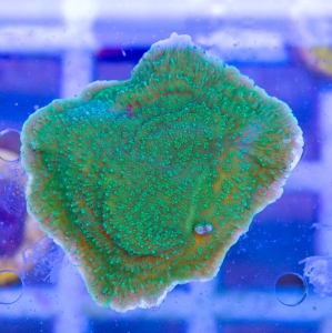 Montipora foliosa "SF Ultra Green" - WYSIWYG nr 2