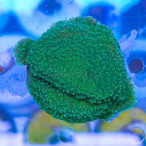 Montipora foliosa "SF Ultra Green" - WYSIWYG nr 4