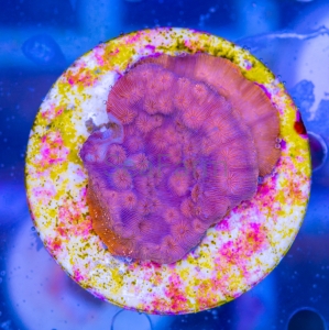 Pavona maldivensis "Ultra Orange" WYSIWYG nr 1