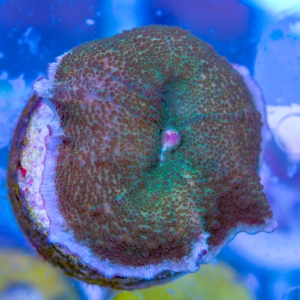 Rhodactis  "Frog Skin" WYSIWYG nr 2