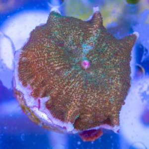 Rhodactis  "Frog Skin" WYSIWYG nr 3
