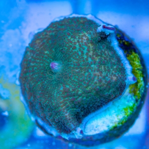 Rhodactis  "Frog Skin" WYSIWYG nr 4 (1)