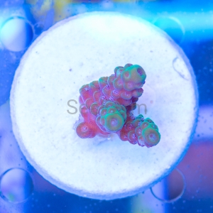 Acropora  sarmentosa- "SF Ultra Green Sarmentosa" - WYSIWYG nr 1