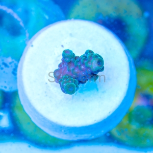 Acropora  sarmentosa- "SF Ultra Green Sarmentosa" - WYSIWYG nr 3