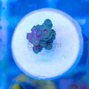 Acropora  sarmentosa- "SF Ultra Green Sarmentosa" - WYSIWYG nr 6