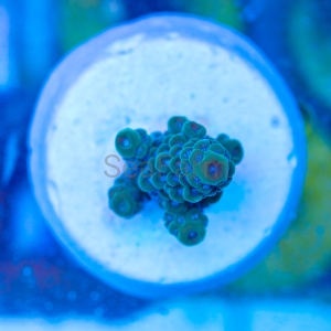 Acropora  sarmentosa- "SF Ultra Green Sarmentosa" - WYSIWYG nr 7