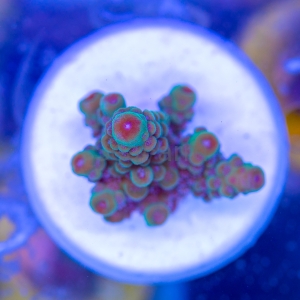 Acropora  sarmentosa- "SF Ultra Green Sarmentosa" - WYSIWYG nr 8