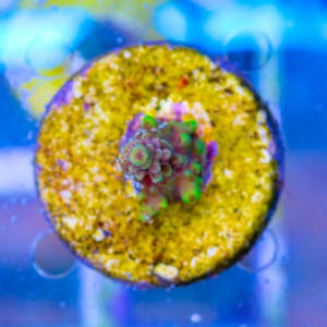 Acropora - "Green Formosa" - WYSIWYG nr 1