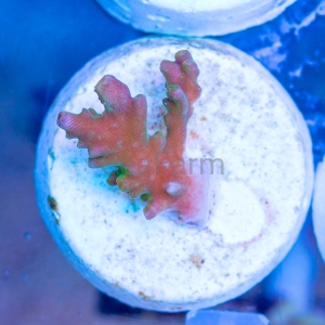 Ultra Acropora divaricata - "Joe's Mango Garden" - WYSIWYG nr 1