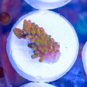 Ultra Acropora divaricata - "Joe's Mango Garden" - WYSIWYG nr 2