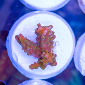 Ultra Acropora divaricata - "Joe's Mango Garden" - WYSIWYG nr 3