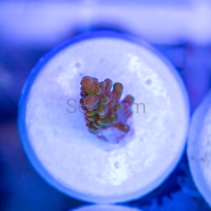 Ultra Acropora divaricata - "Joe's Mango Garden" - WYSIWYG nr 5