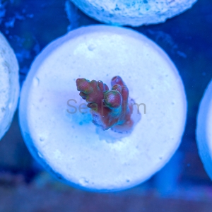 Ultra Acropora divaricata - "Joe's Mango Garden" - WYSIWYG nr 6