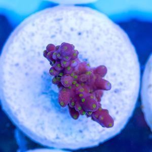 Acropora nana - "Tricolor nana" - WYSIWYG nr 1 