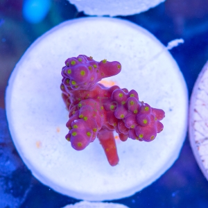 Acropora nana - "Tricolor nana" - WYSIWYG nr 2