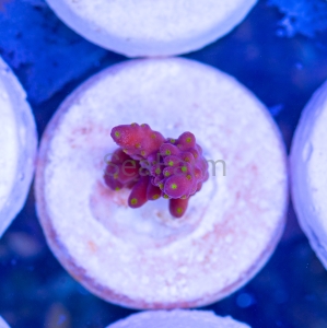 Acropora nana - "Tricolor nana" - WYSIWYG nr 4