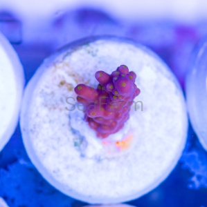 Acropora nana - "Tricolor nana" - WYSIWYG nr 5